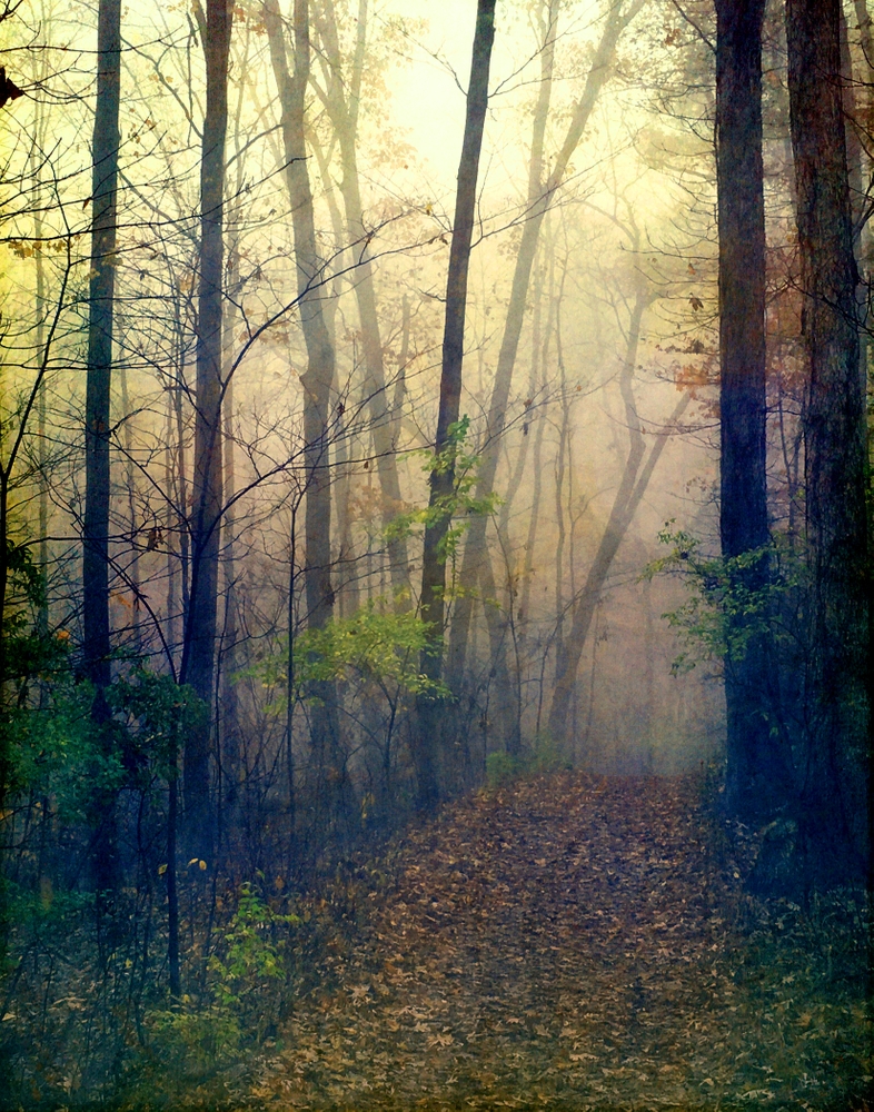 Wandering In A Foggy Woodland Framed Art Print by Olivia Joy St.claire - Cozy Home Decor, - Scoop White - LARGE (Gallery)-26x38 - Image 1