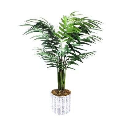 Palm Tree in Basket - Image 0