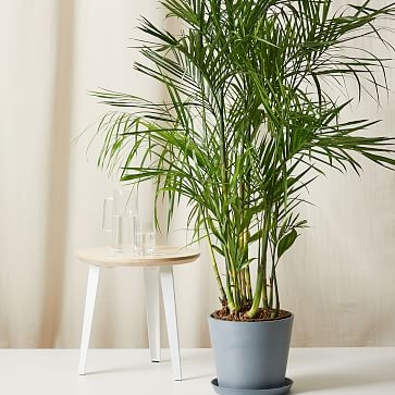 Live Plant, Bamboo Palm, Extra Large Floor, 12''diam, Terracotta Planter - Image 3