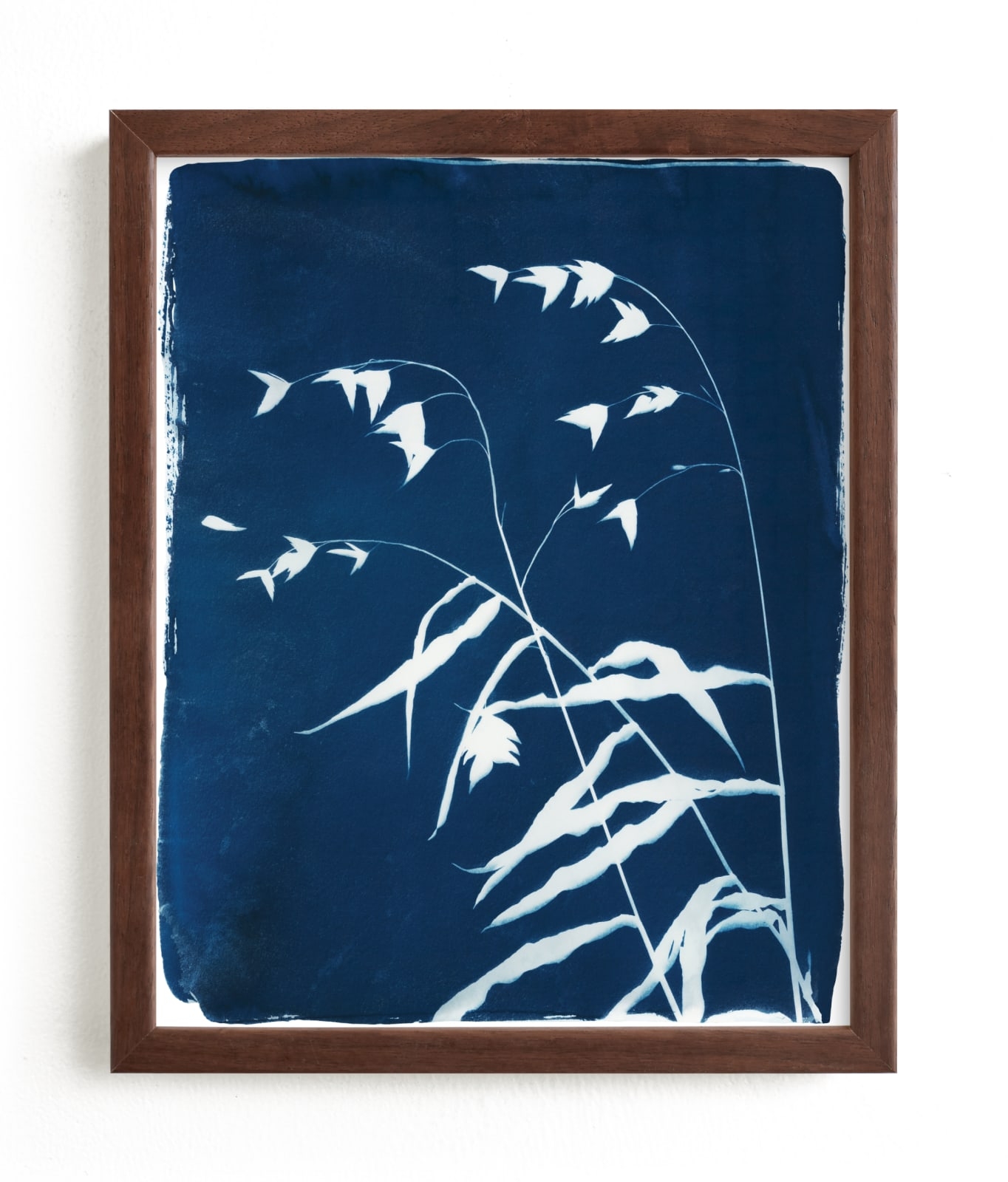 Sea Oats Cyanotype Limited Edition Fine Art Print 2 - Image 0