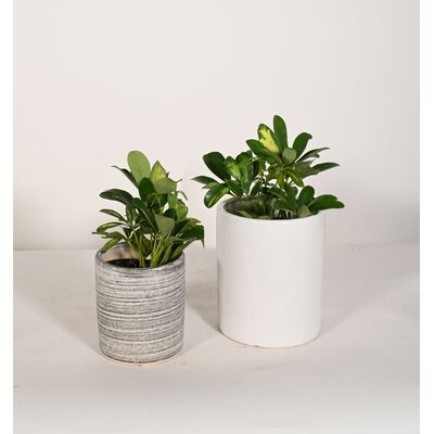 Live Umbrella Plant With Ceramic Planter Pots, 5'' Gray, 6'' White - Image 0
