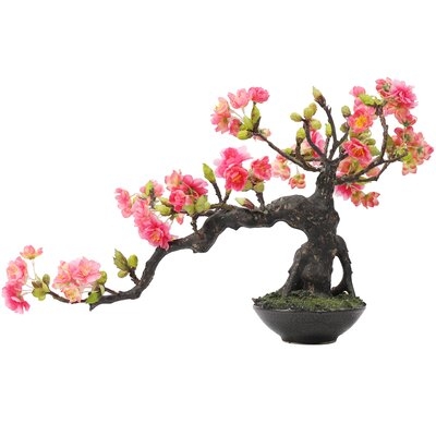 Flowering Cherry Blossom Bonsai Tree in Pot - Image 0