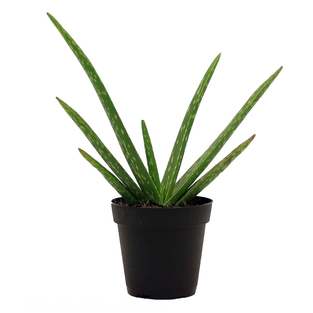 Aloe Vera Plant in 4" Grower Pot - Image 0