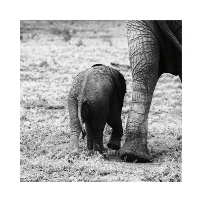Mama And Baby Elephant II by Aledanda - Wrapped Canvas Gallery-Wrapped Canvas Giclée - Image 0