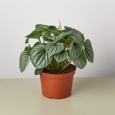 Peperomia 'Frost' - 6" Pot - Image 0