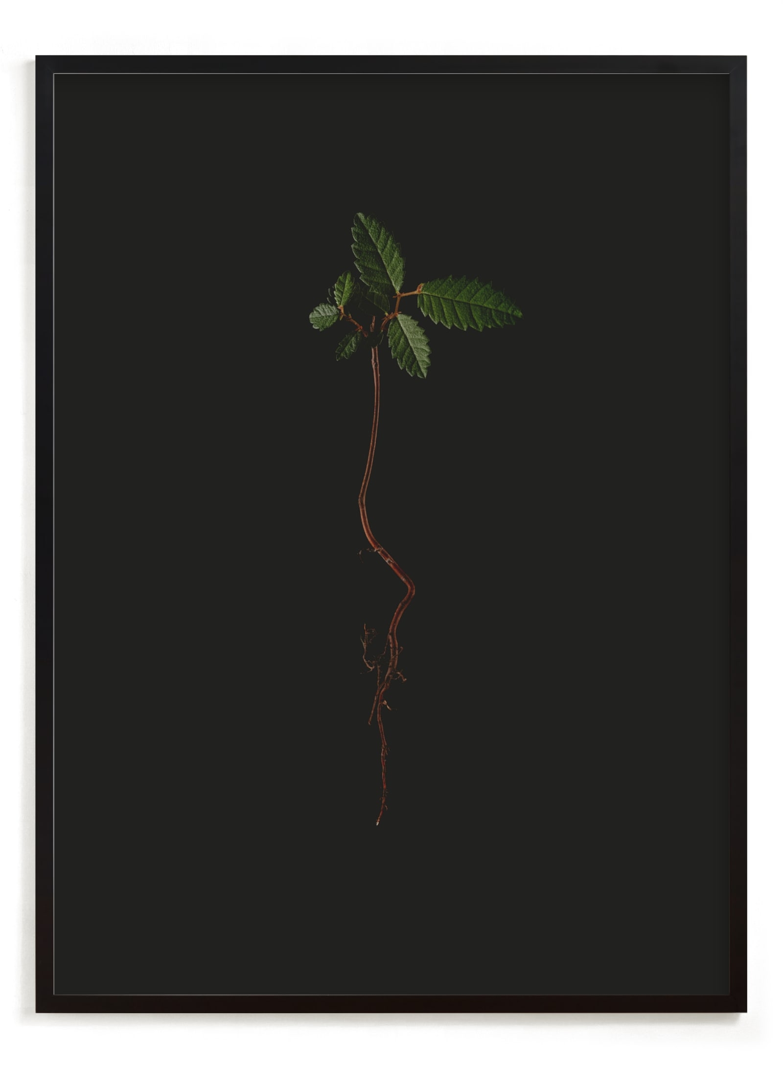Seedling Elm I Limited Edition Fine Art Print 2 - Image 0