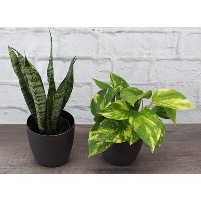 Live Plant in Pot, Set of 2 - Image 0