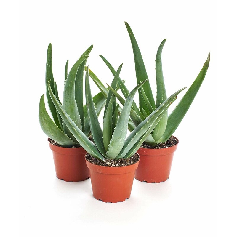 ShopSucculents Live Plant In Pot - Image 0