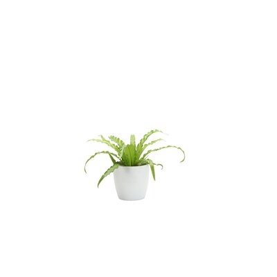 9" Live Fern Plant in Pot - Image 0