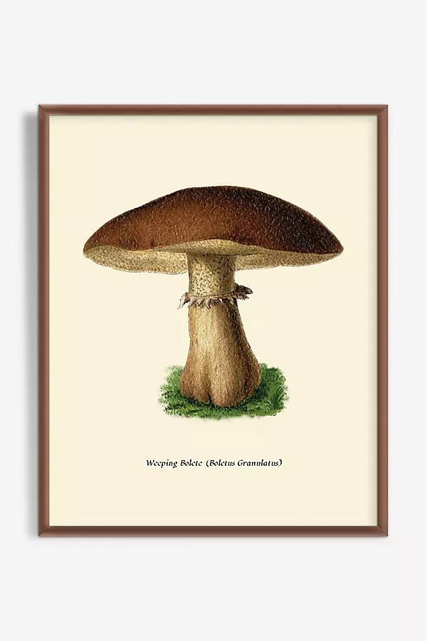 Mushroom Study Wall Art - Image 0