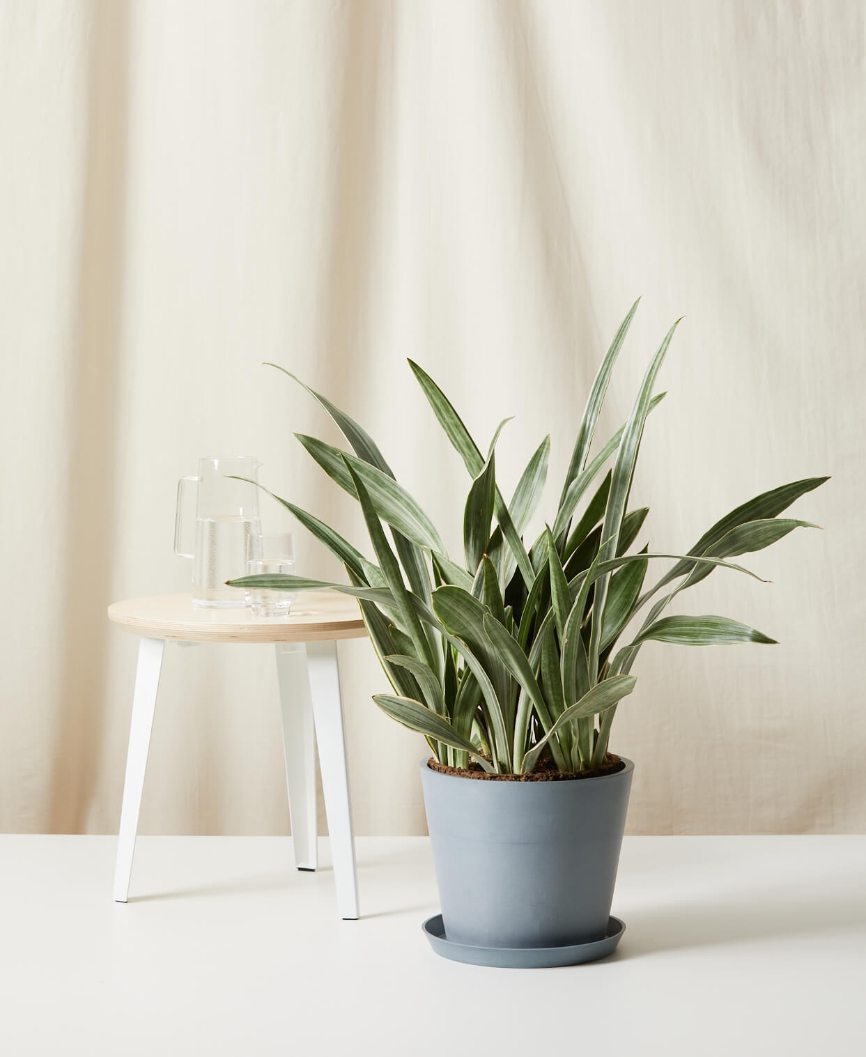 Sansevieria Sayuri -  Slate - Image 0