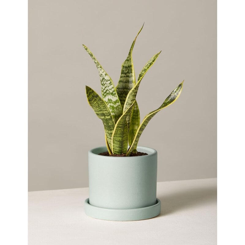The Sill Live Snake Plant in Pot Size: 22" H x 5" W x 5" D, Base Color: Mint - Image 0
