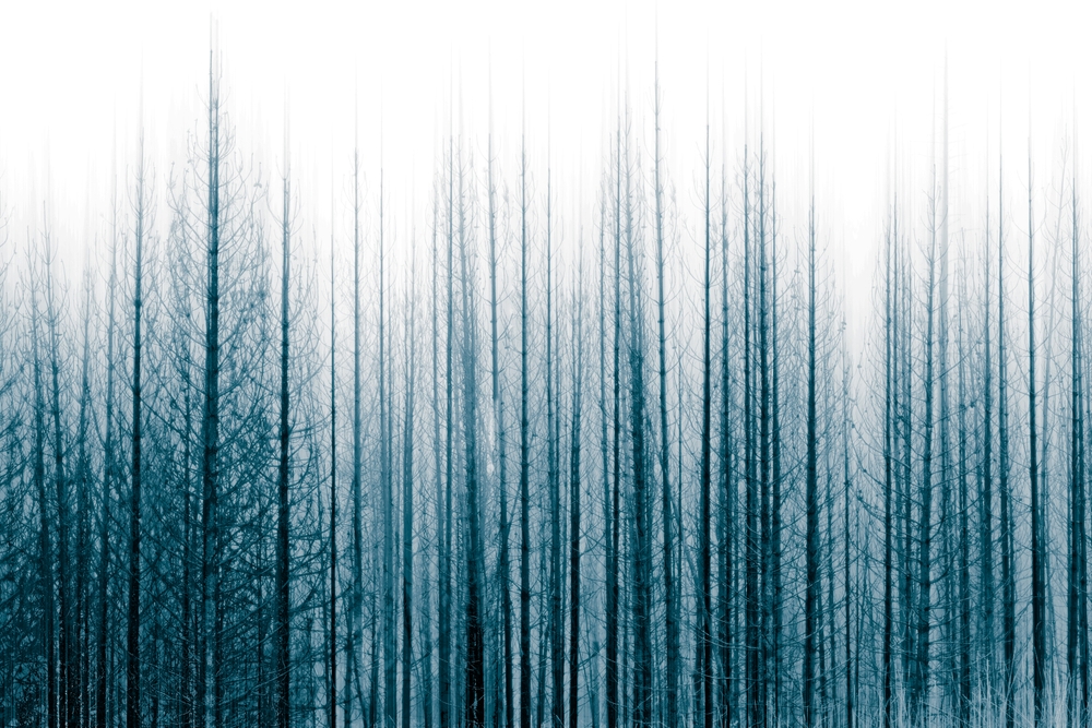 Dark Blue Forest At Dawn Art Print by Christina Lynn Williams - Medium - Image 1