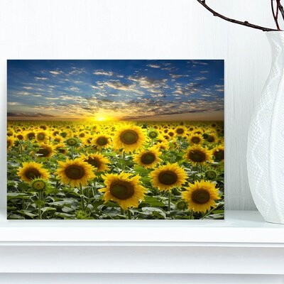 Field of Blooming Sunflowers' Photograph - Image 0
