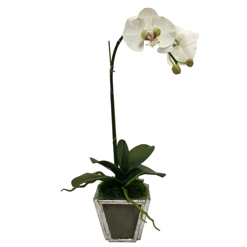 Wooden Small Container Silver W/ Antique Mirror - White & Green Orchid Artificial Base Color: Dark Gray - Image 0