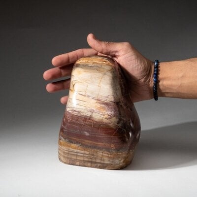Polished Petrified Wood Freeform From Madagascar (8.2 Lbs) - Image 0