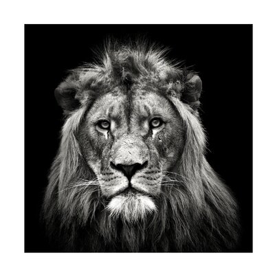 Christian Meermann 'Young Male Lion' Canvas Art - Image 0