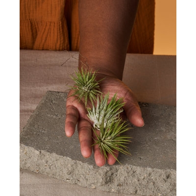 Baby Air Plant - Image 0
