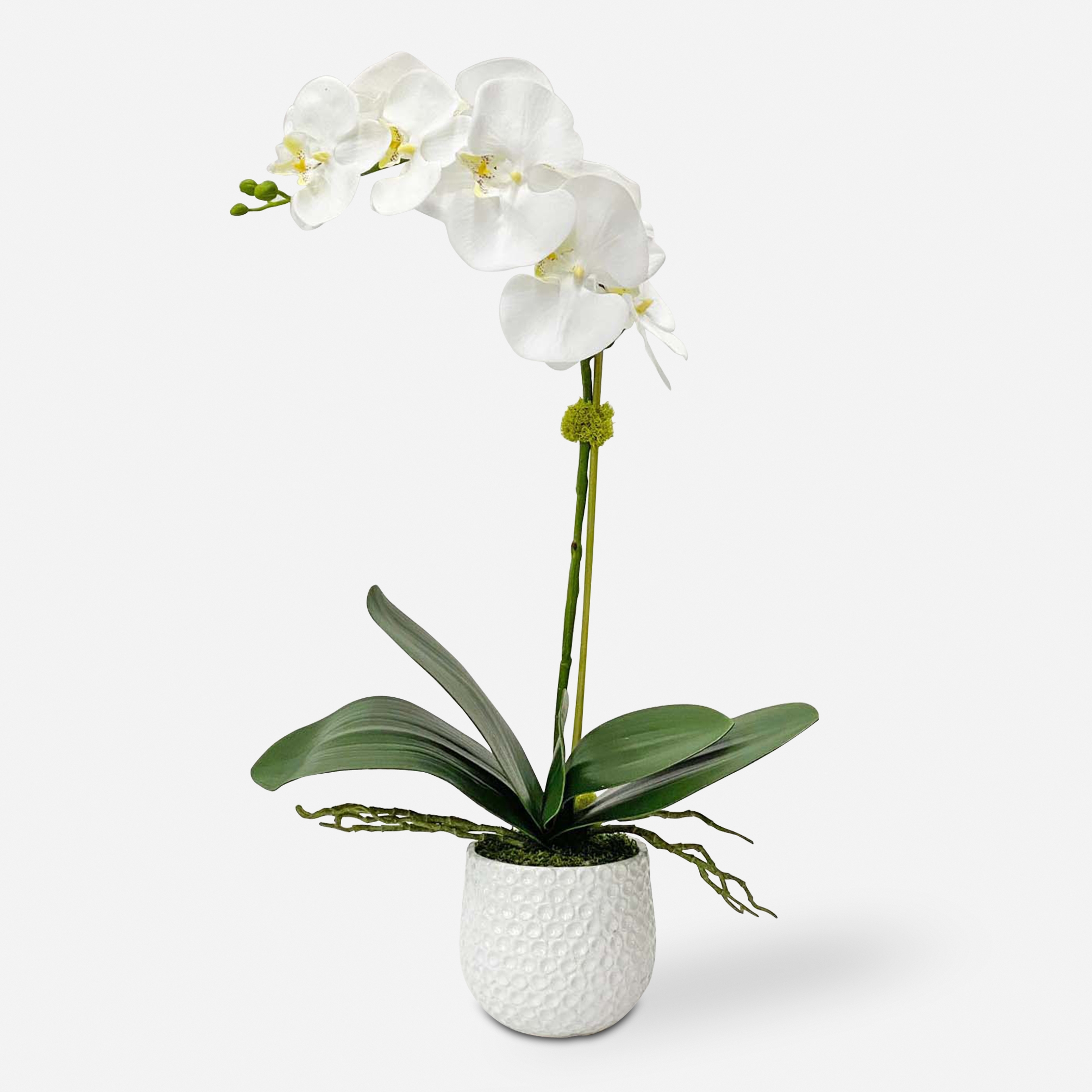 Cami White Orchid - Image 0