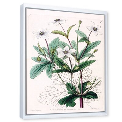 Vintage Plant Life XXI - Traditional Canvas Wall Art Print - Image 0