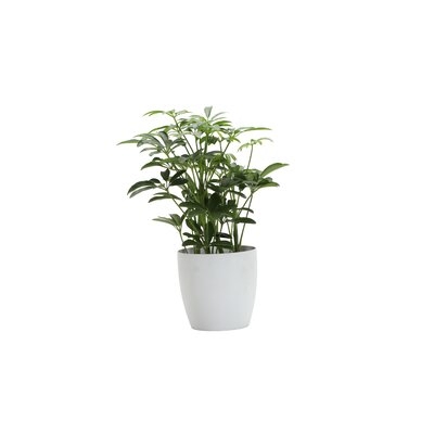 13" Live Arboricola Plant in Pot - Image 0