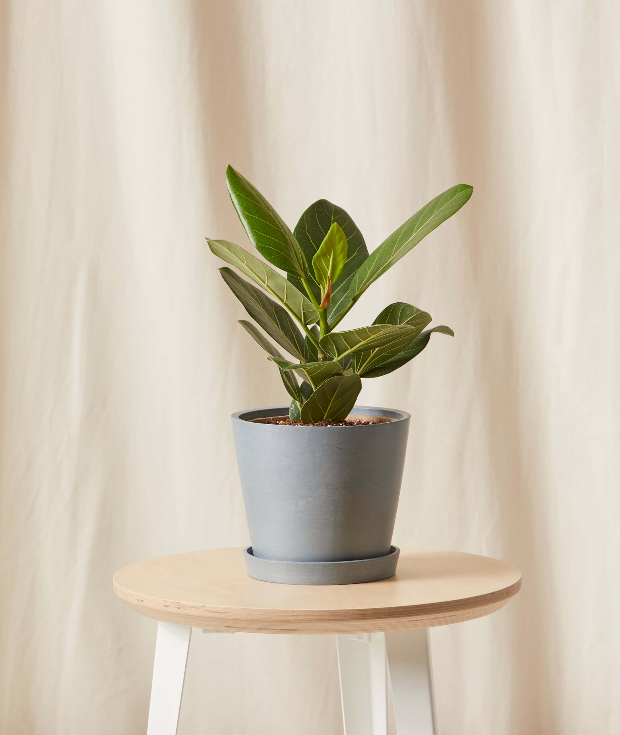 Little Ficus Audrey -  Slate - Image 0