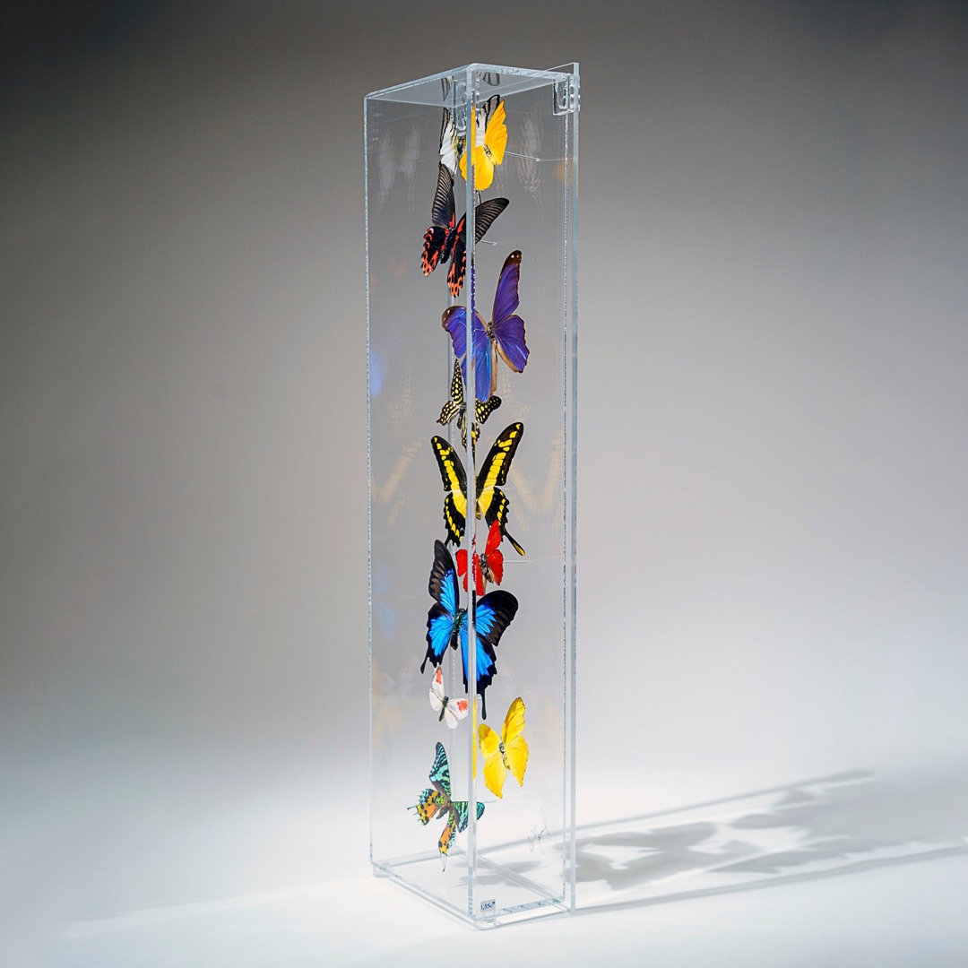 Astro Gallery of Gems 11 Genuine Butterflies In Vertical Acrylic Shadow Box - Image 0