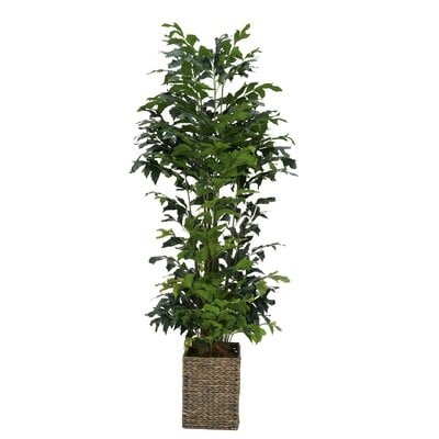 72'' Artificial Palm Tree in Basket - Image 0