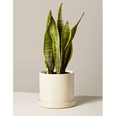 Snake Plant Laurentii In Hyde Planter 18 - Image 0