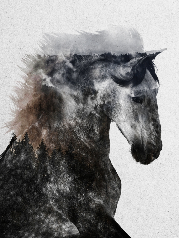 Proud Stallion Alt. Version Framed Art Print by Andreas Lie - Scoop Black - Medium(Gallery) 18" x 24"-20x26 - Image 1
