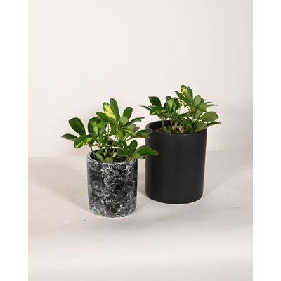 Live Plant Umbrella Plant With Ceramic Planter Pots 5'' Black Marble/6'' White - Image 0
