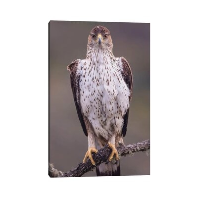 Bonelli's Eagle On The Watch by - Wrapped Canvas - Image 0