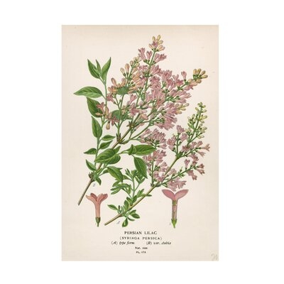 Art Licensing Studio 'Persian Lilac' Canvas Art - Image 0