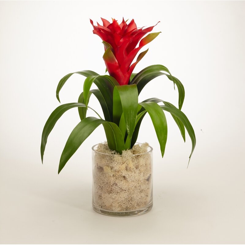 Tropical Bromeliad Centerpiece in Glass Jar Flower Color: Red - Image 0
