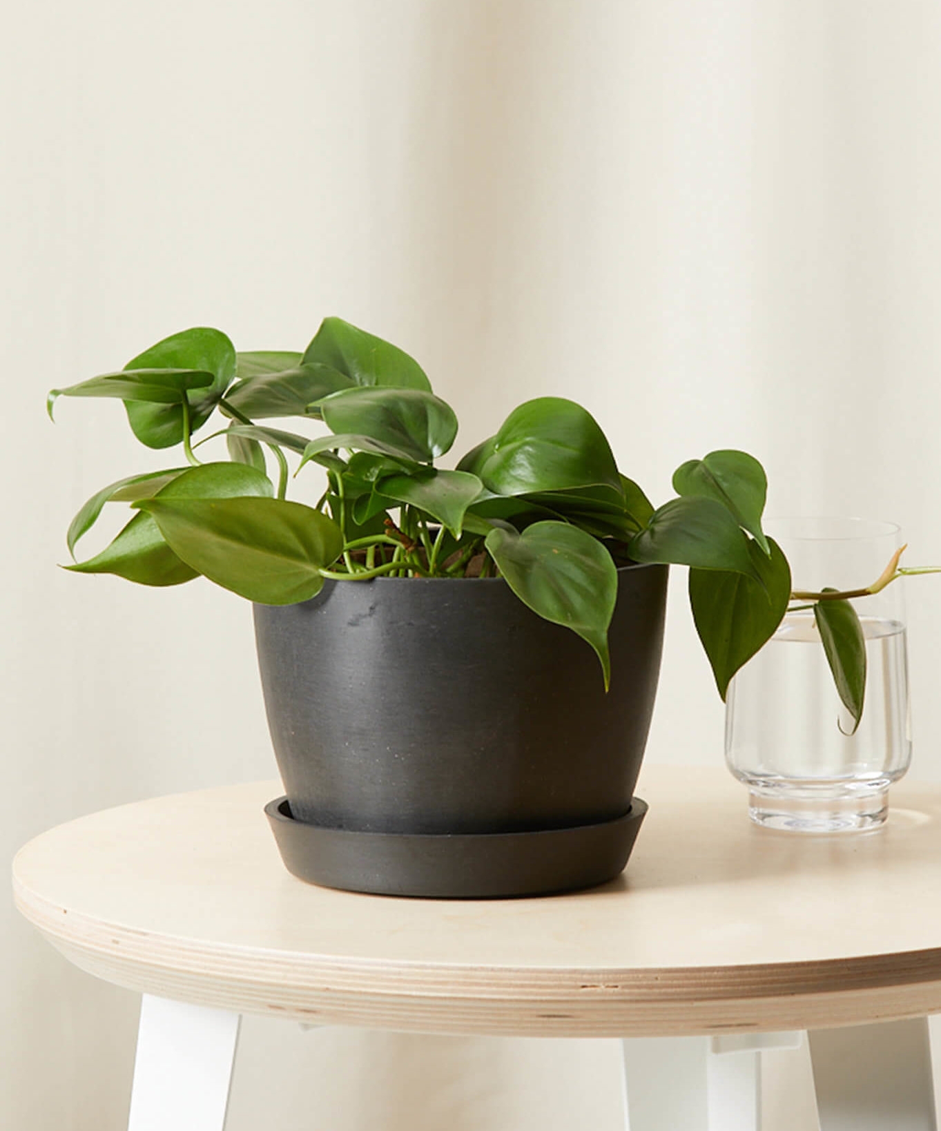 Philodendron Heartleaf, Charcoal Pot - Image 0