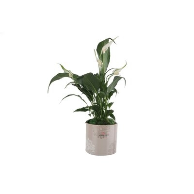 11'' Live Plant in Planter - Image 0