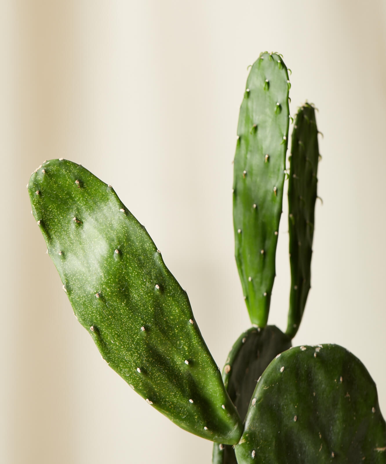 Prickly Pear Cactus -  Charcoal - Image 1