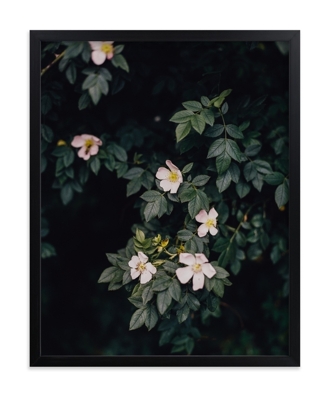 Moody White Roses Limited Edition Fine Art Print 1 - Image 0
