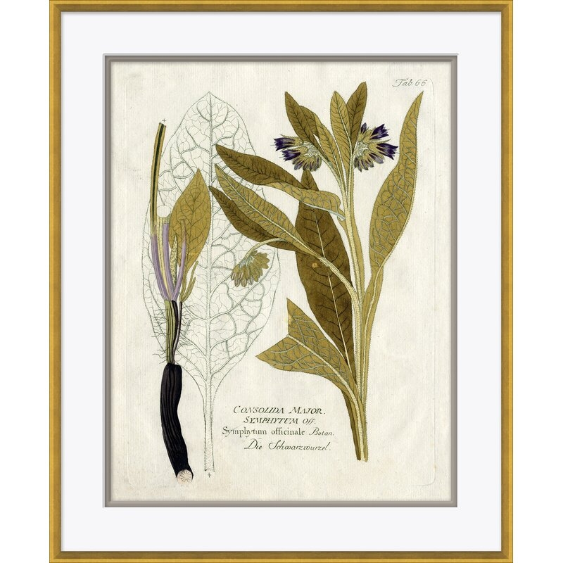 Soicher Marin '18th Century Botanical Engravings' - Picture Frame Painting on Paper - Image 0