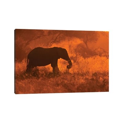 Golden Elephant in Savute by Mario Moreno - Wrapped Canvas Photograph Print - Image 0