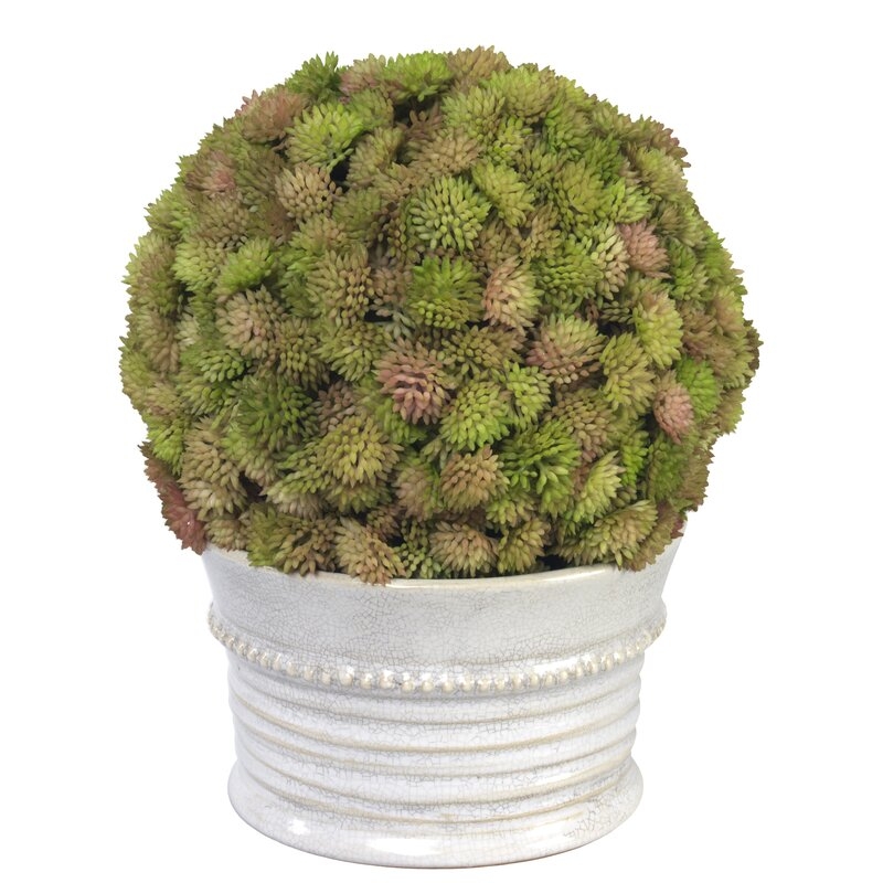 Diane James Home Sedum Ball Flowering Plant in Pot - Image 0