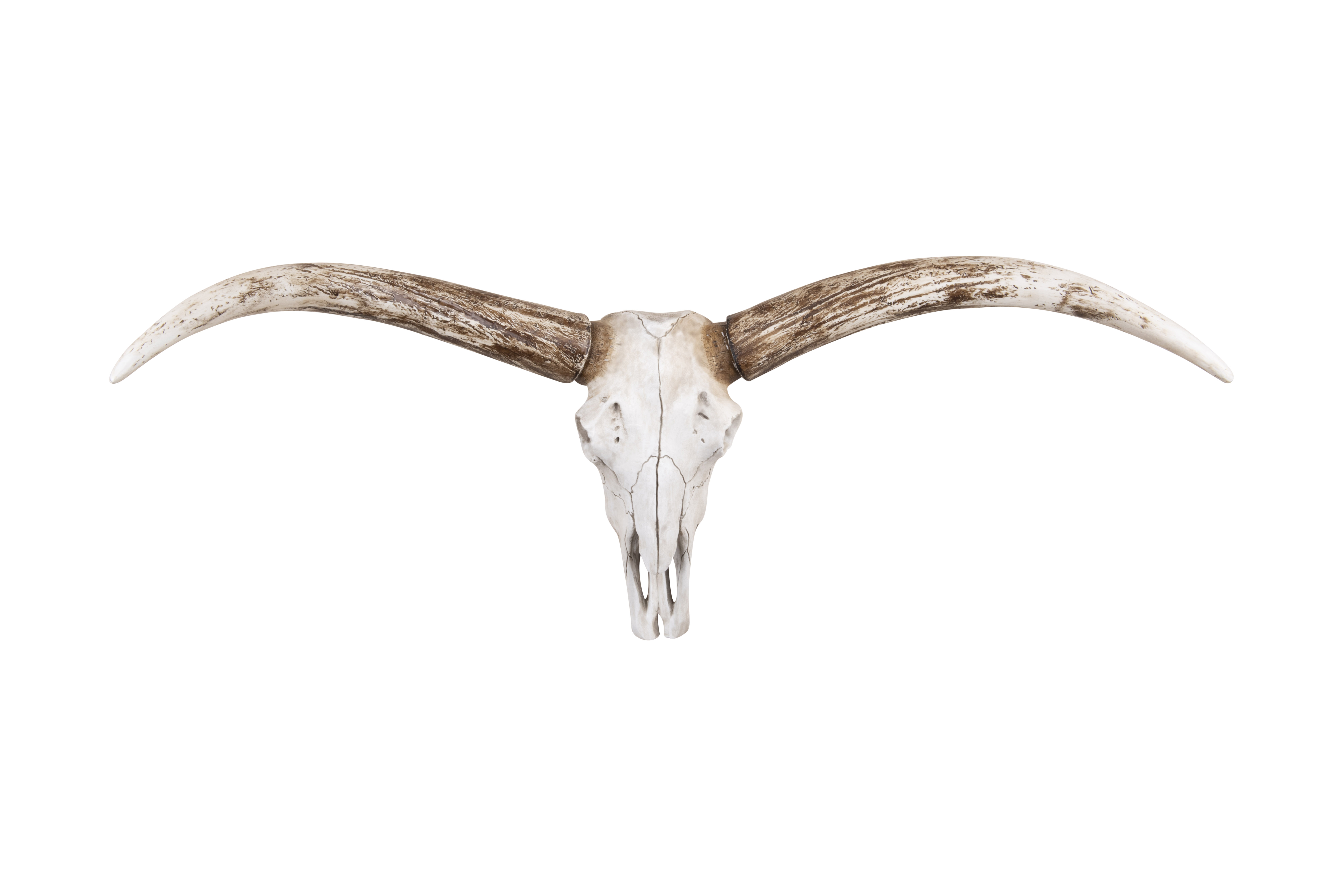Resin Steer Skull Wall Décor - Image 0