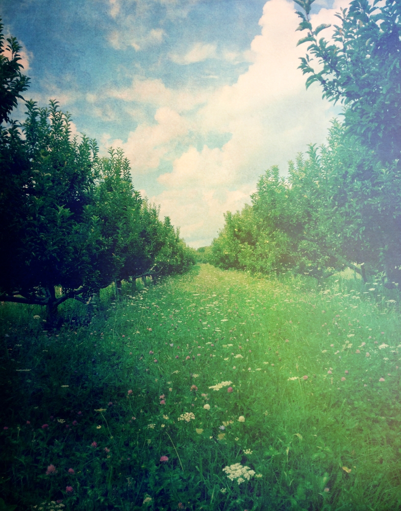 Apple Orchard In Spring Art Print by Olivia Joy St.claire - Cozy Home Decor, - X-Small - Image 1