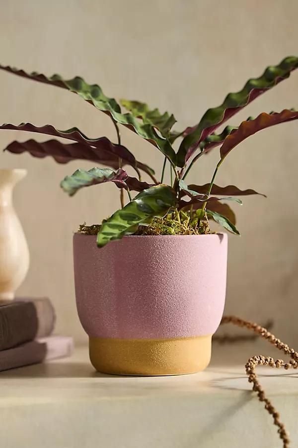 Spectrum Footed Stoneware Planter - Image 0