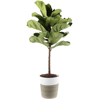 Live Indoor Ficus Lyrata, Fiddle Leaf Fig Tree - Floor Plant - Fresh From Our Farm, 4-Feet, In White-Natural Decor Planter - Image 0