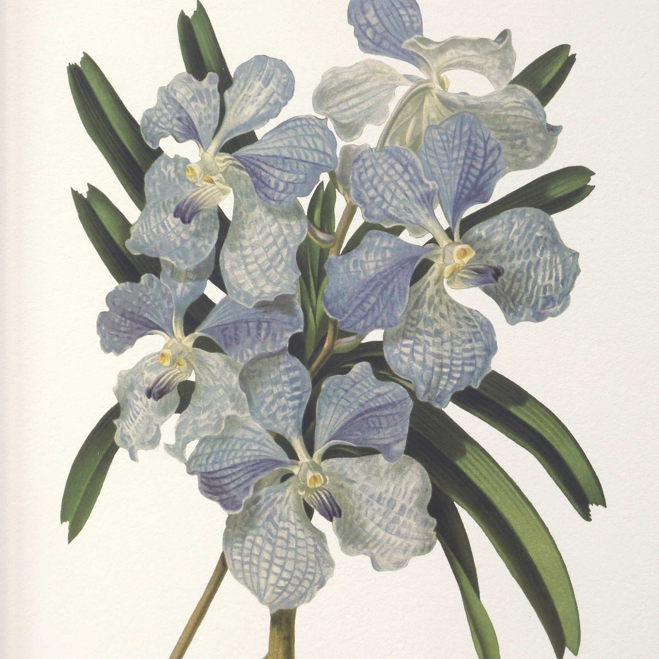 Orchid Botanical Framed Prints Set/6 - Image 4