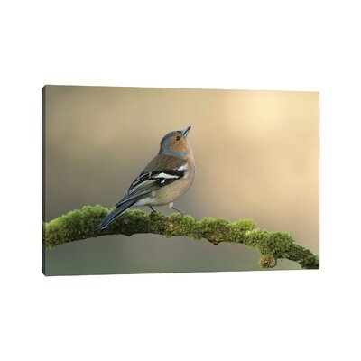 Male Chaffinch by Dean Mason - Wrapped Canvas Photograph Print - Image 0