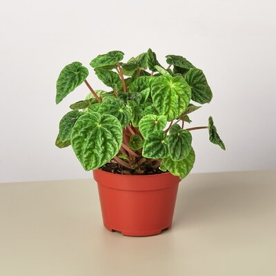 Peperomia Ripple Plant In 4" Pot. - Image 0