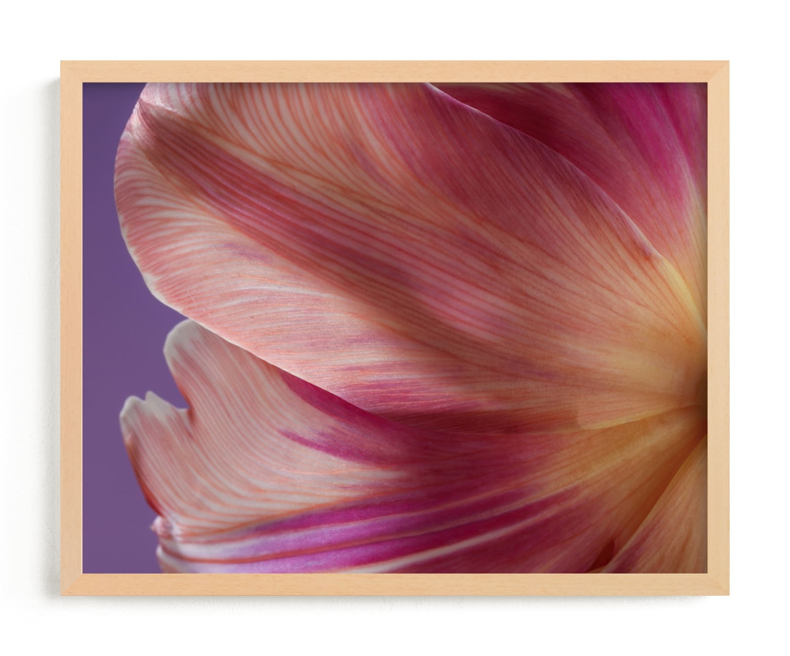 Parrot Tulip Limited Edition Fine Art Print 2 - Image 0