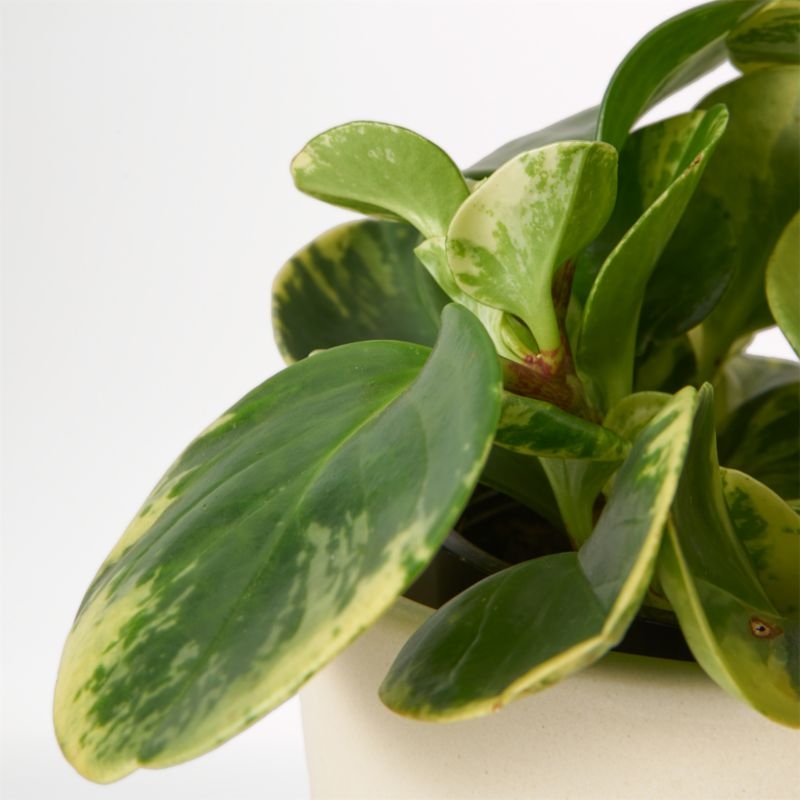 Live Peperomia Marble in Bryant Planter - Image 1